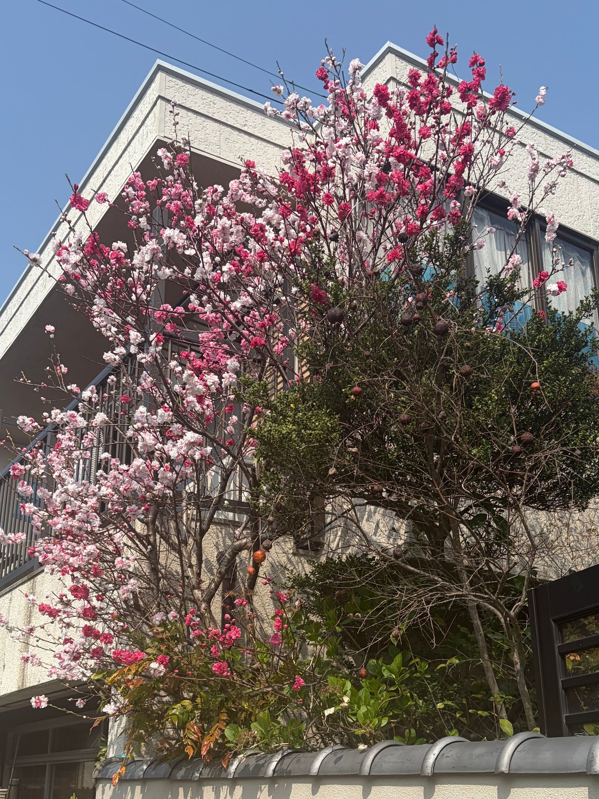 palepink and bright pink sakura blossoms