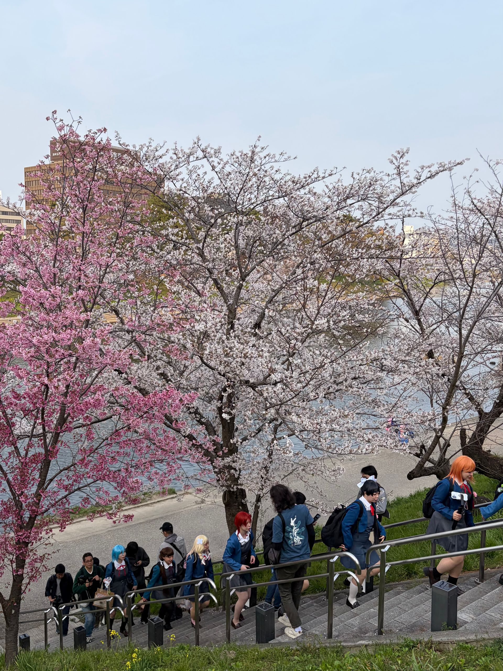 Sakura event at Okazaki castle