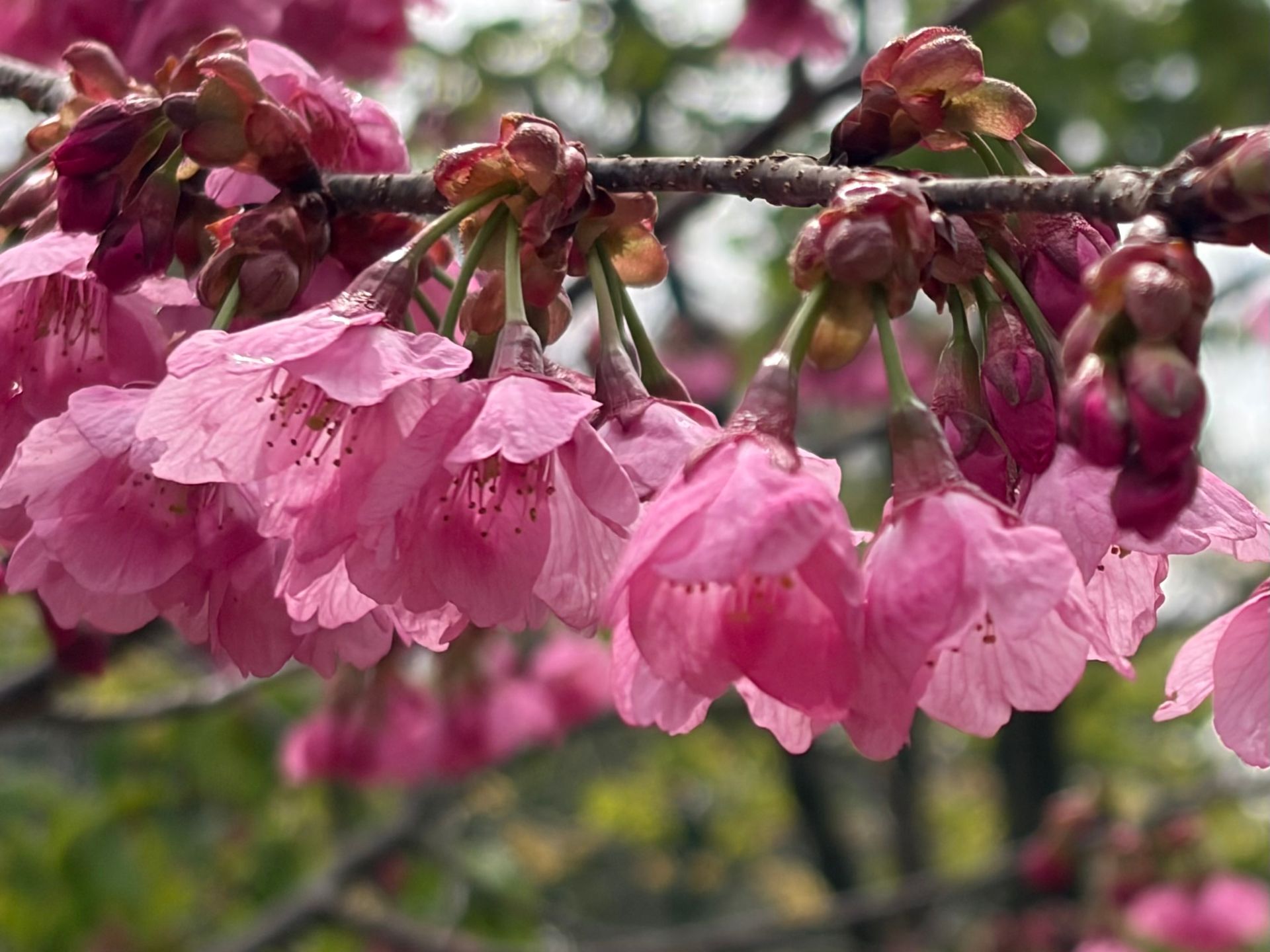 very pink sakura