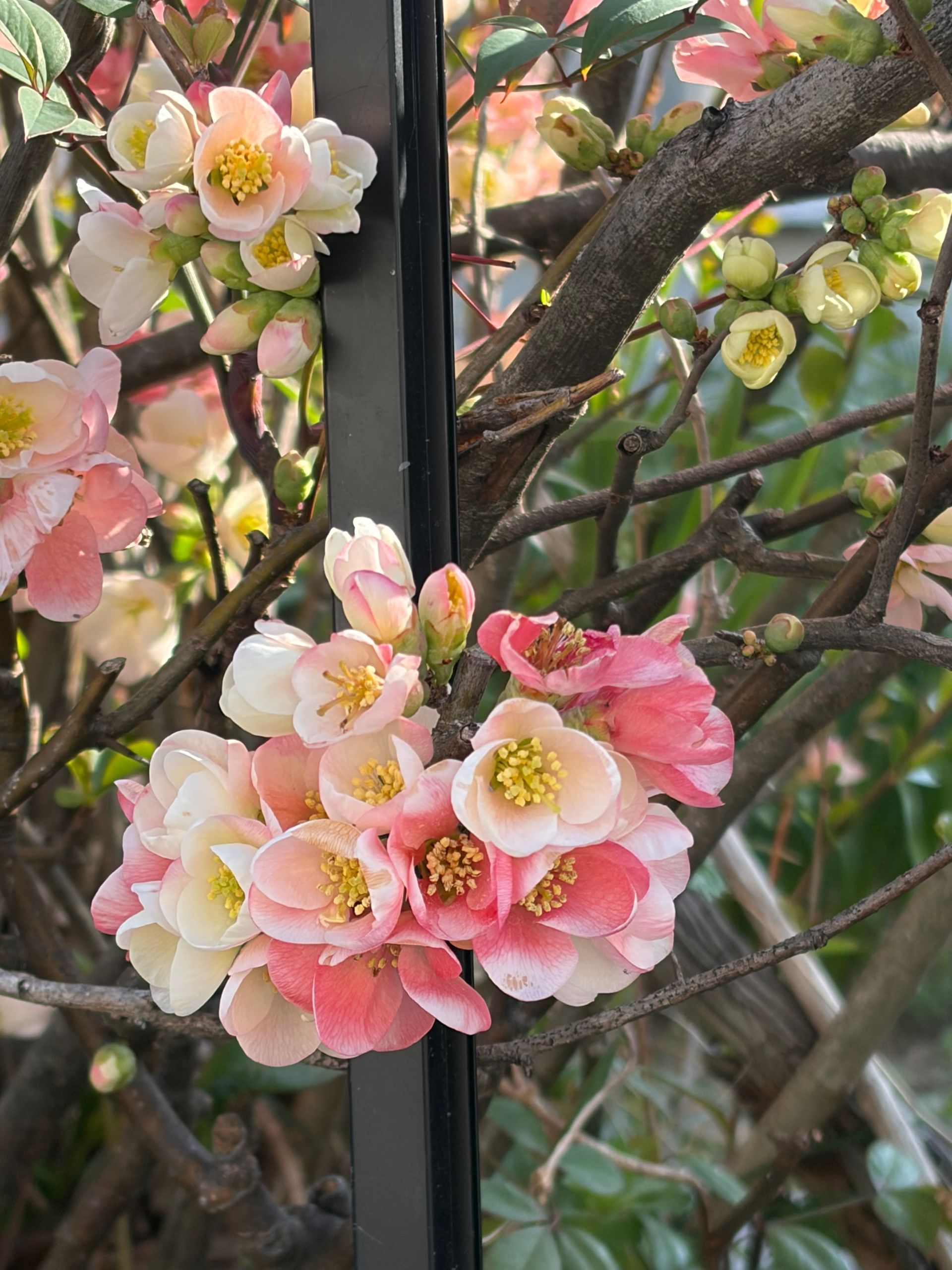 pink buds