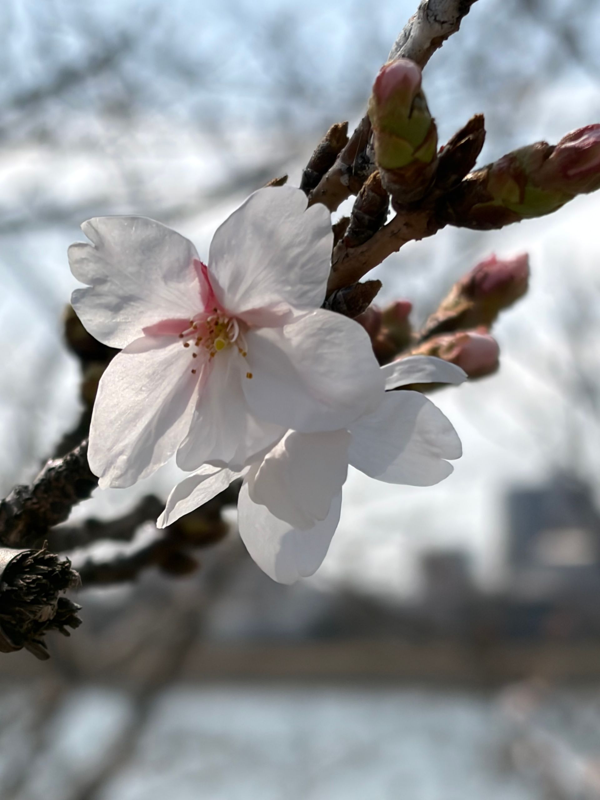 first sakura