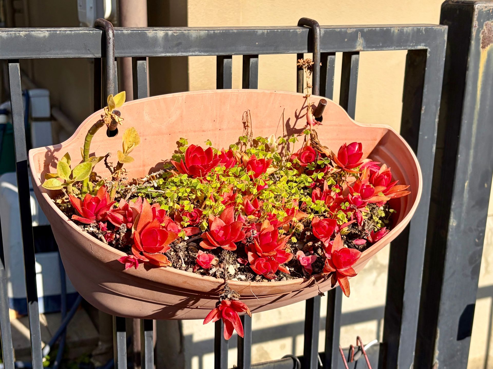 red succulent plant