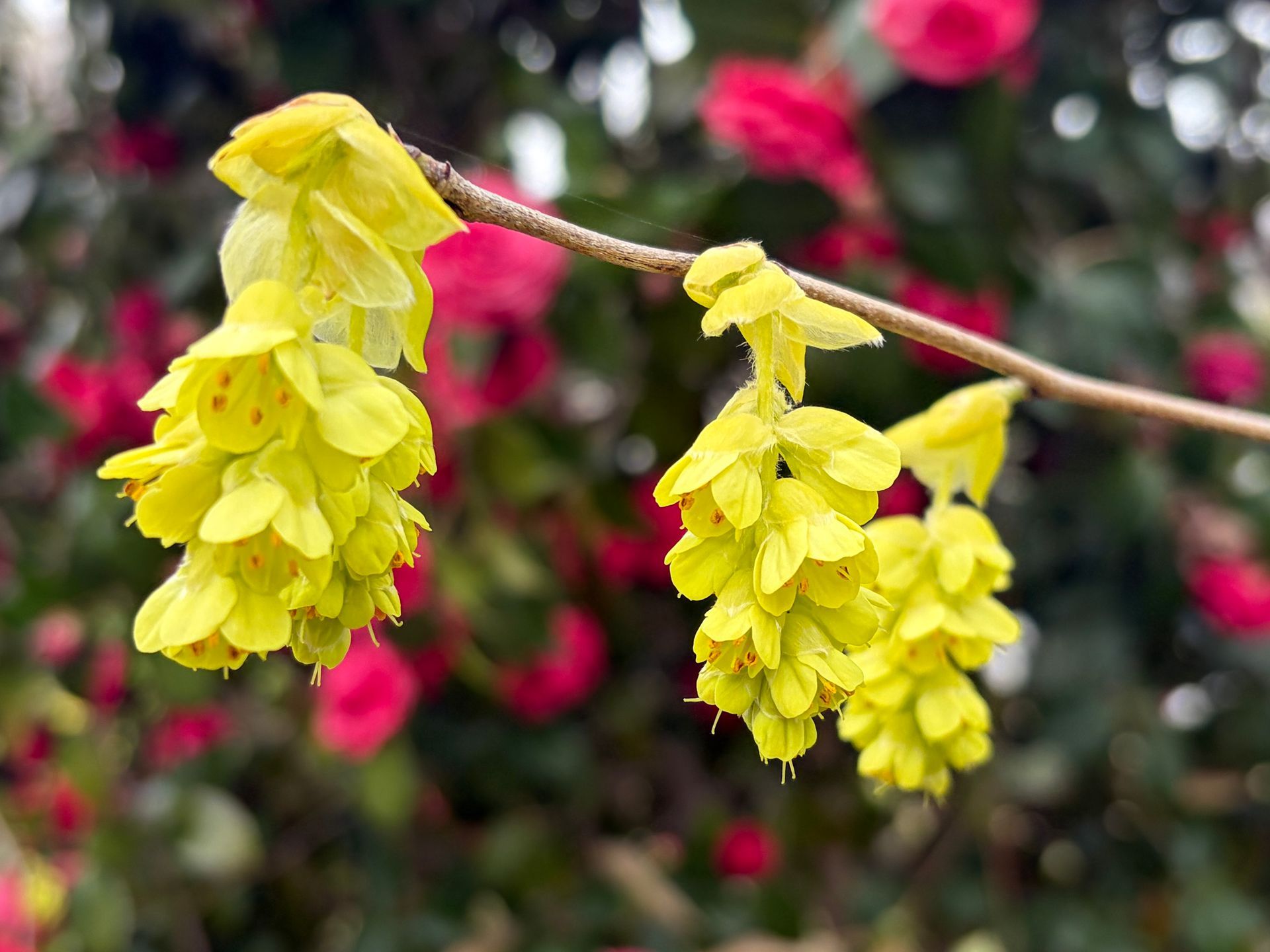 yellow with hazel