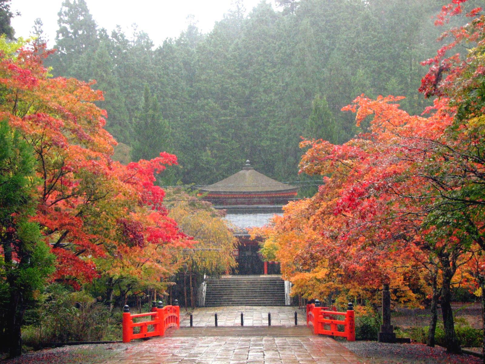 Koyasan, tempel, herfst, Japanse esdoorn