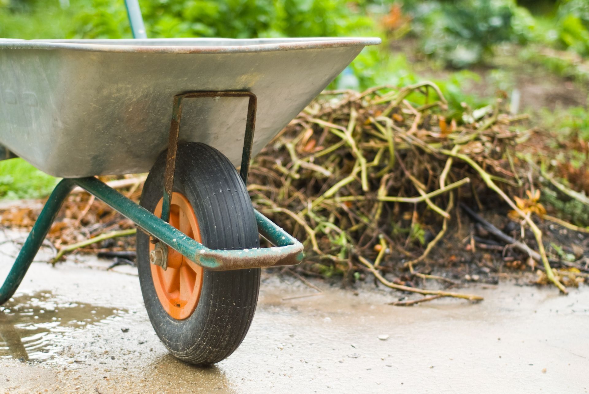 A wheelbarrow is parked next to a pile of branches.