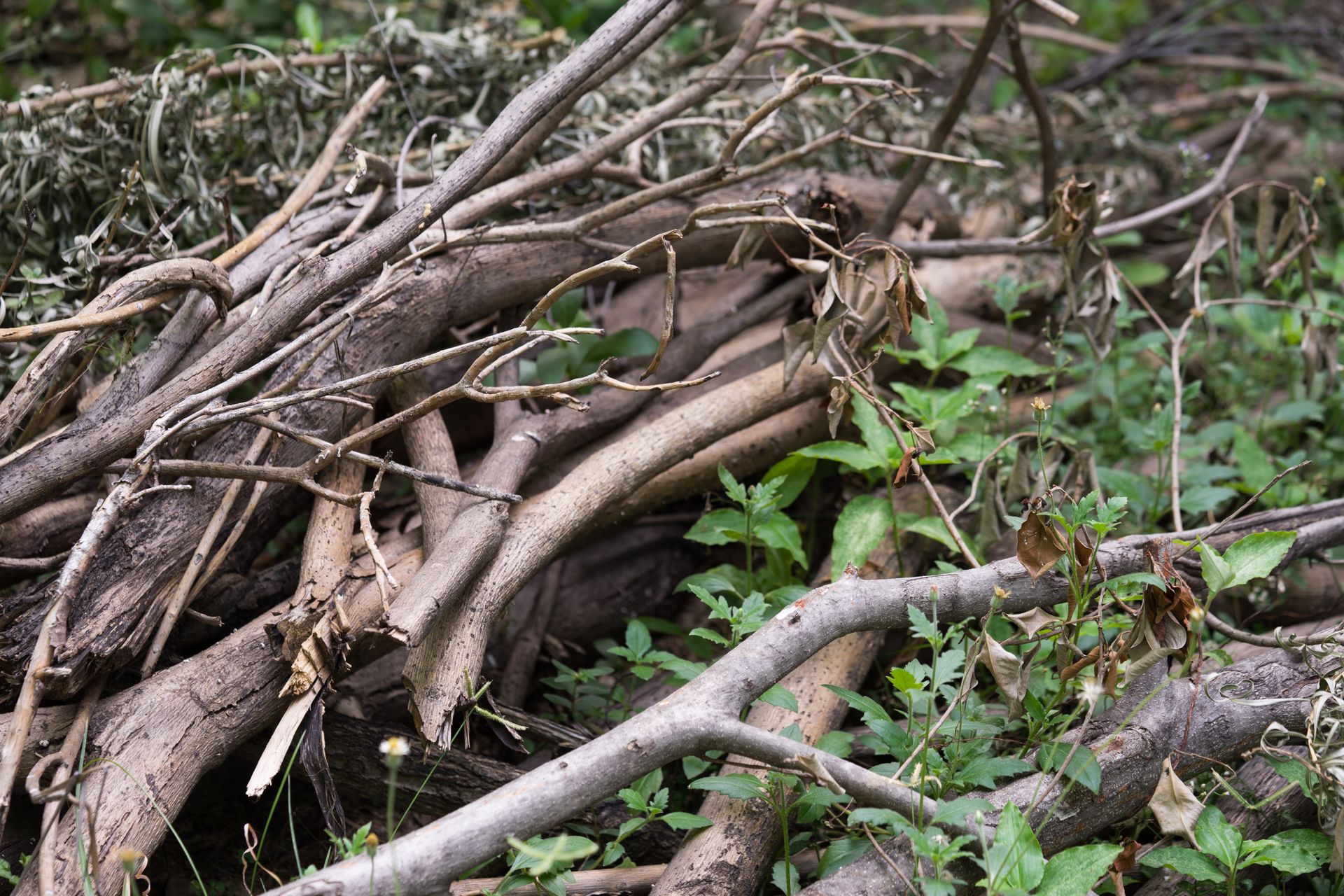 A pile of branches and leaves laying on the ground.