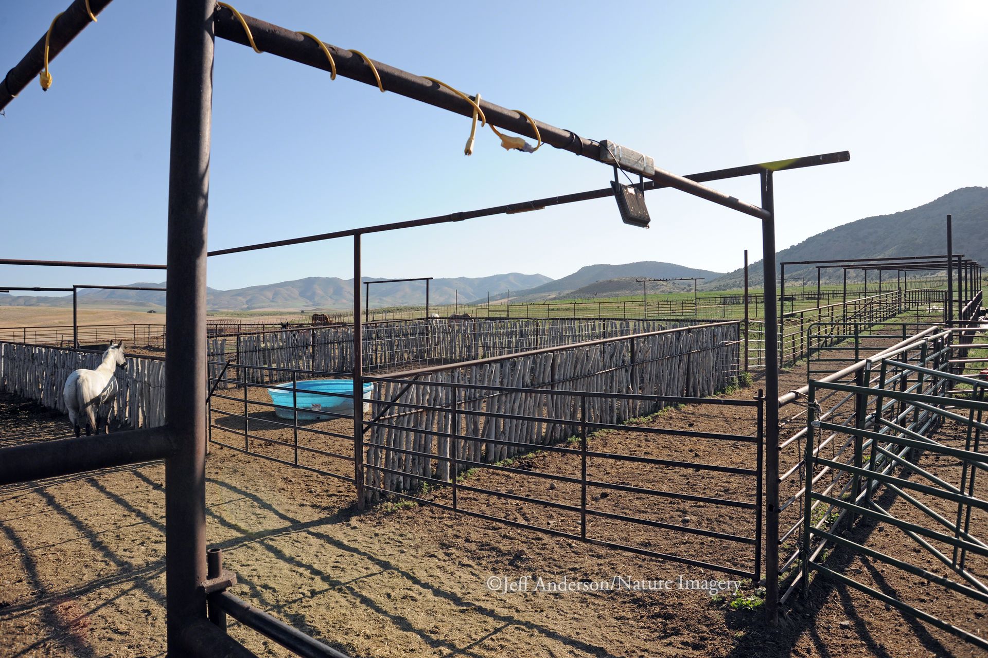 A white horse stands in a fenced livestock enclosure on a dry, sunny plain with mountains in the background.