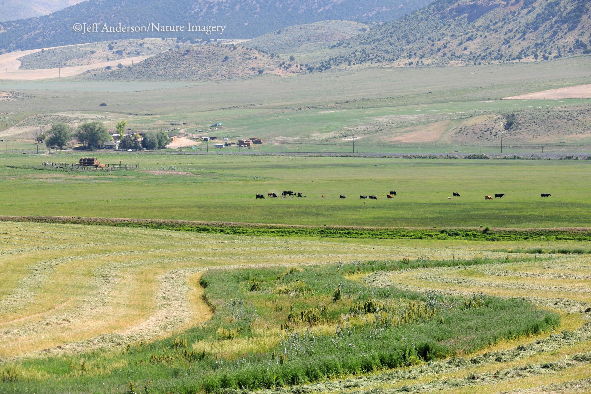 A vast, sunlit rural valley with a small ranch, distant mountains, and cattle grazing in a green field.
