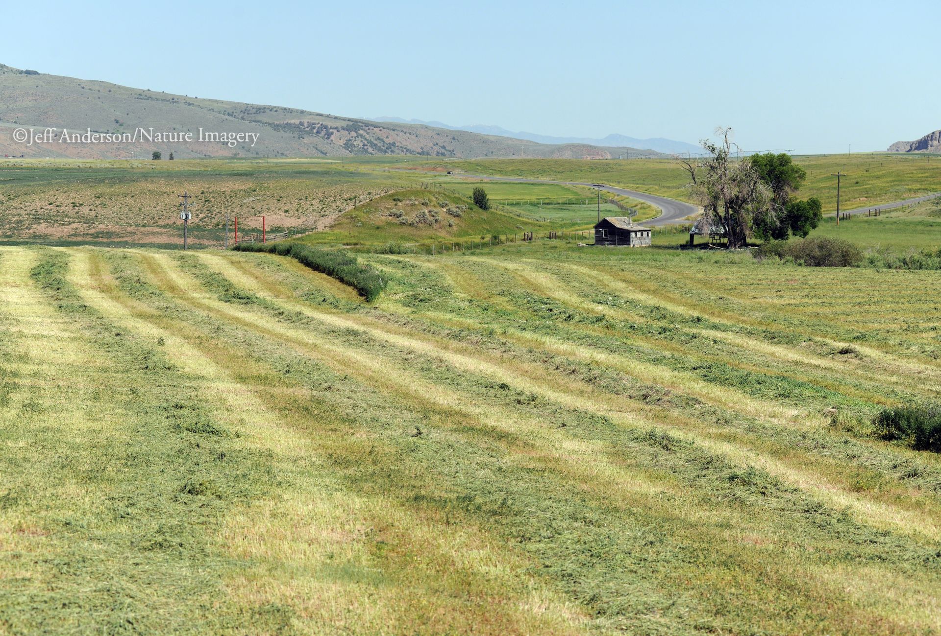 Freshly cut hay lies in windrows across a rural pasture, with a small cabin and trees in the distance.