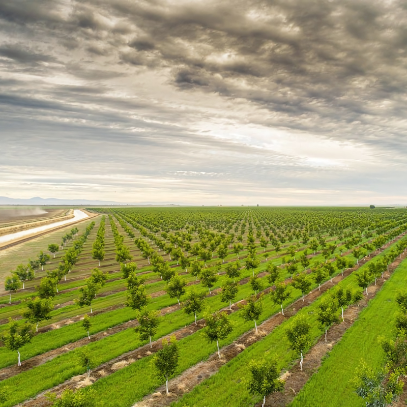 An aerial view of a row of trees in a field.
