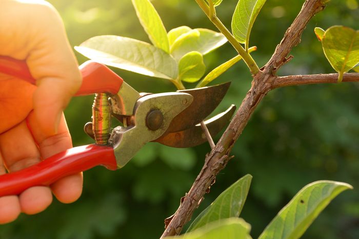 Man Trimming A Tree — Clover, SC — Prestige Land & Tree Service