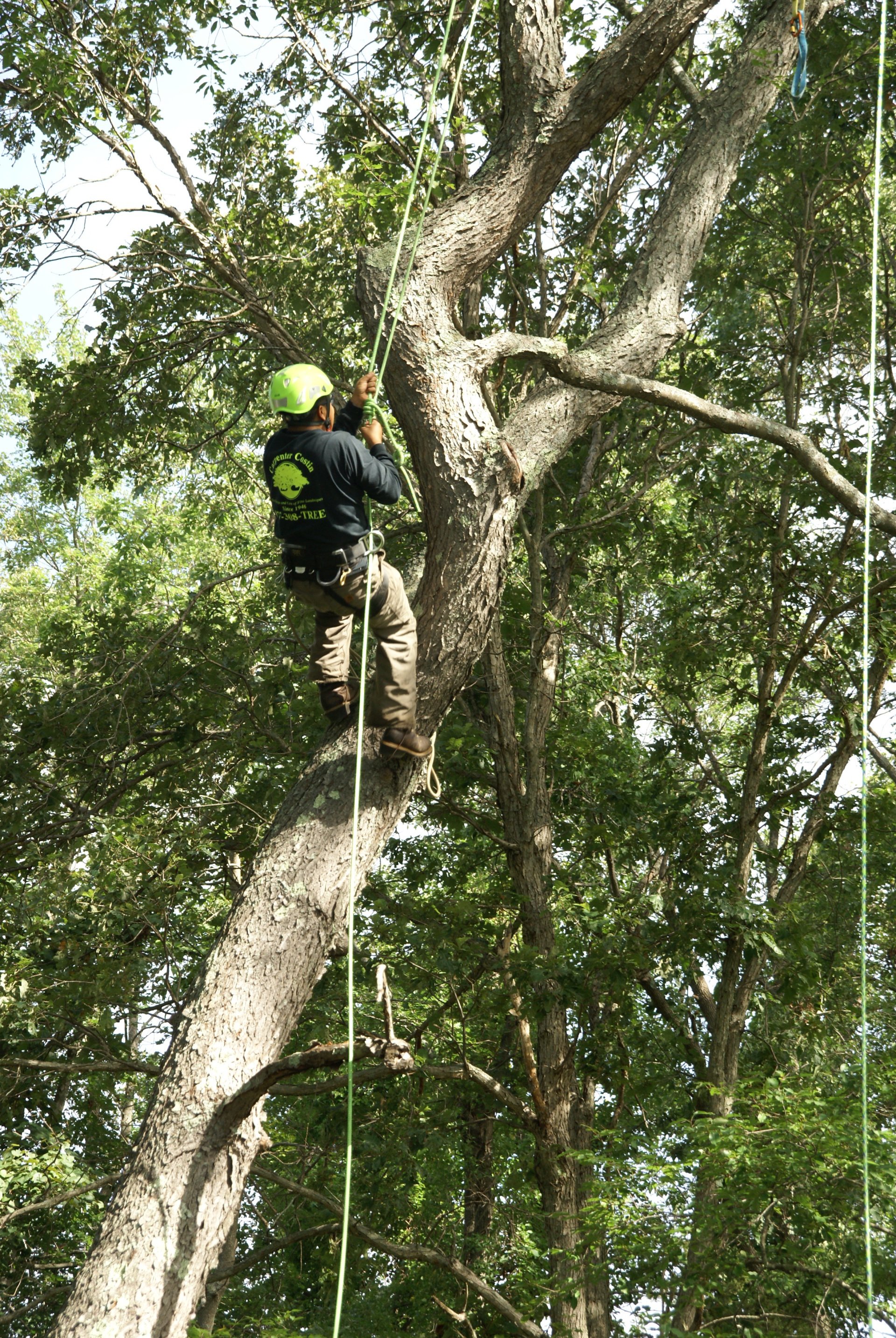 Landscape & Lawn Care Danvers, MA Carpenter Costin Tree
