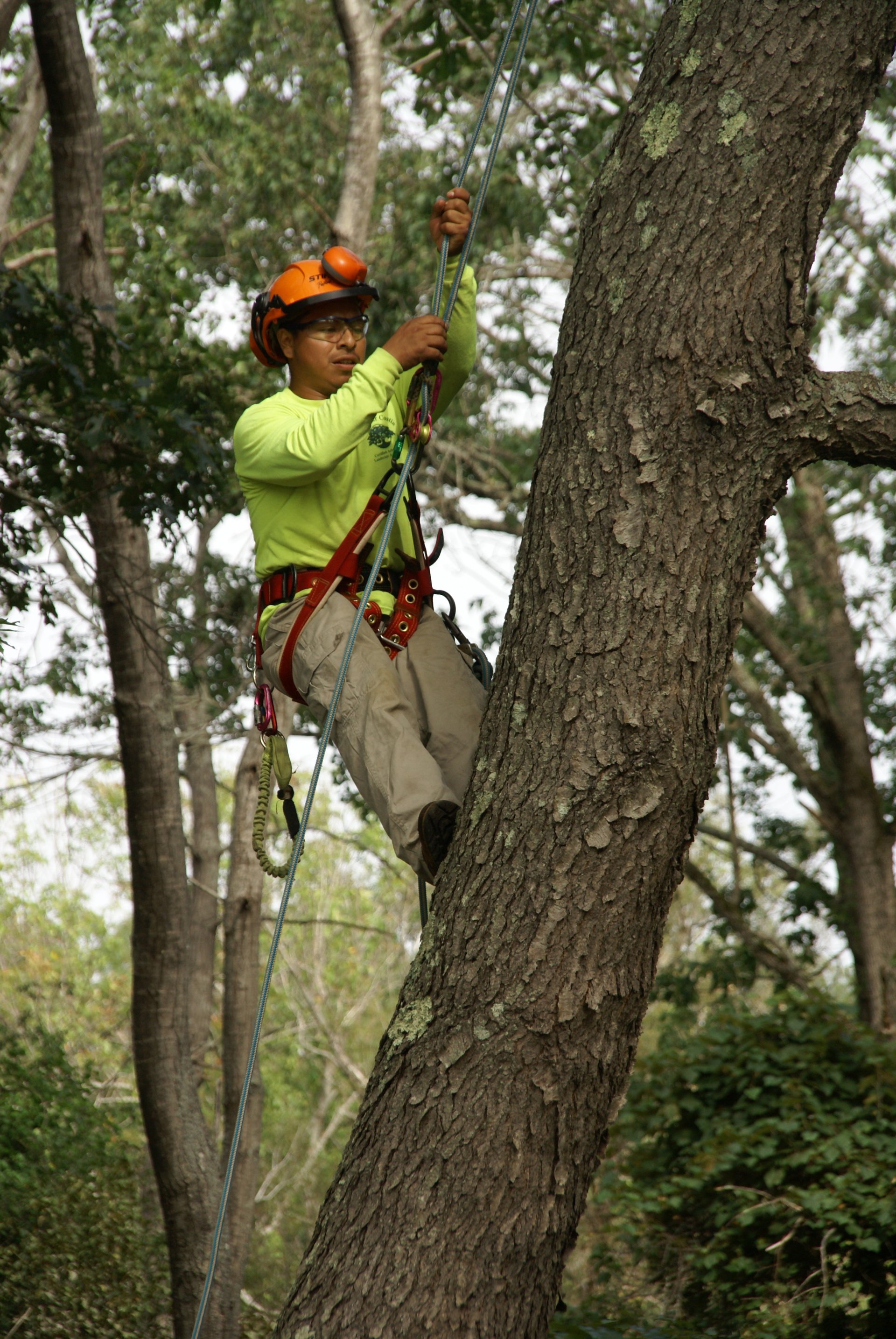 Landscape & Lawn Care Danvers, MA Carpenter Costin Tree