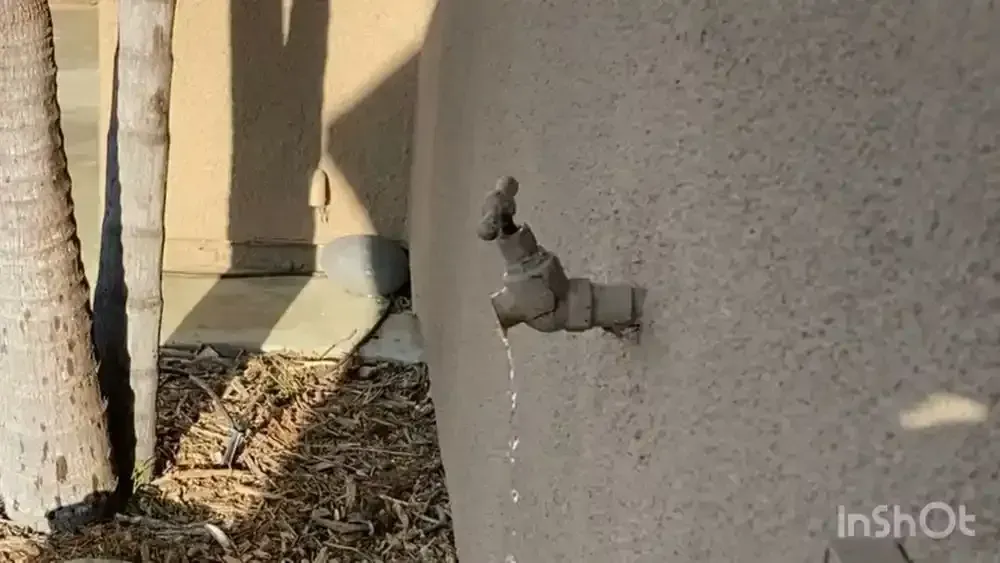 Water drips from an outdoor faucet attached to a stucco wall, near a tree.