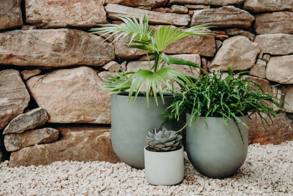 Three Pots Of Plants — Bonville Landscape Centre in Bonville, NSW