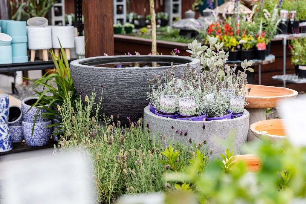 A Garden Center Filled With Lots of Potted Plants and Flowers — Bonville Landscape Centre in Sawtell, NSW