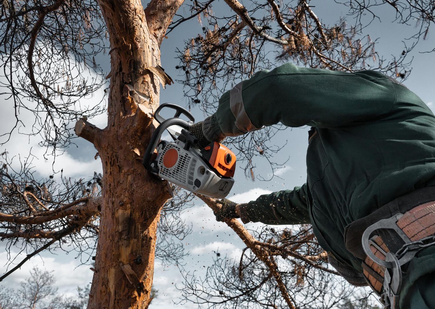 tree care