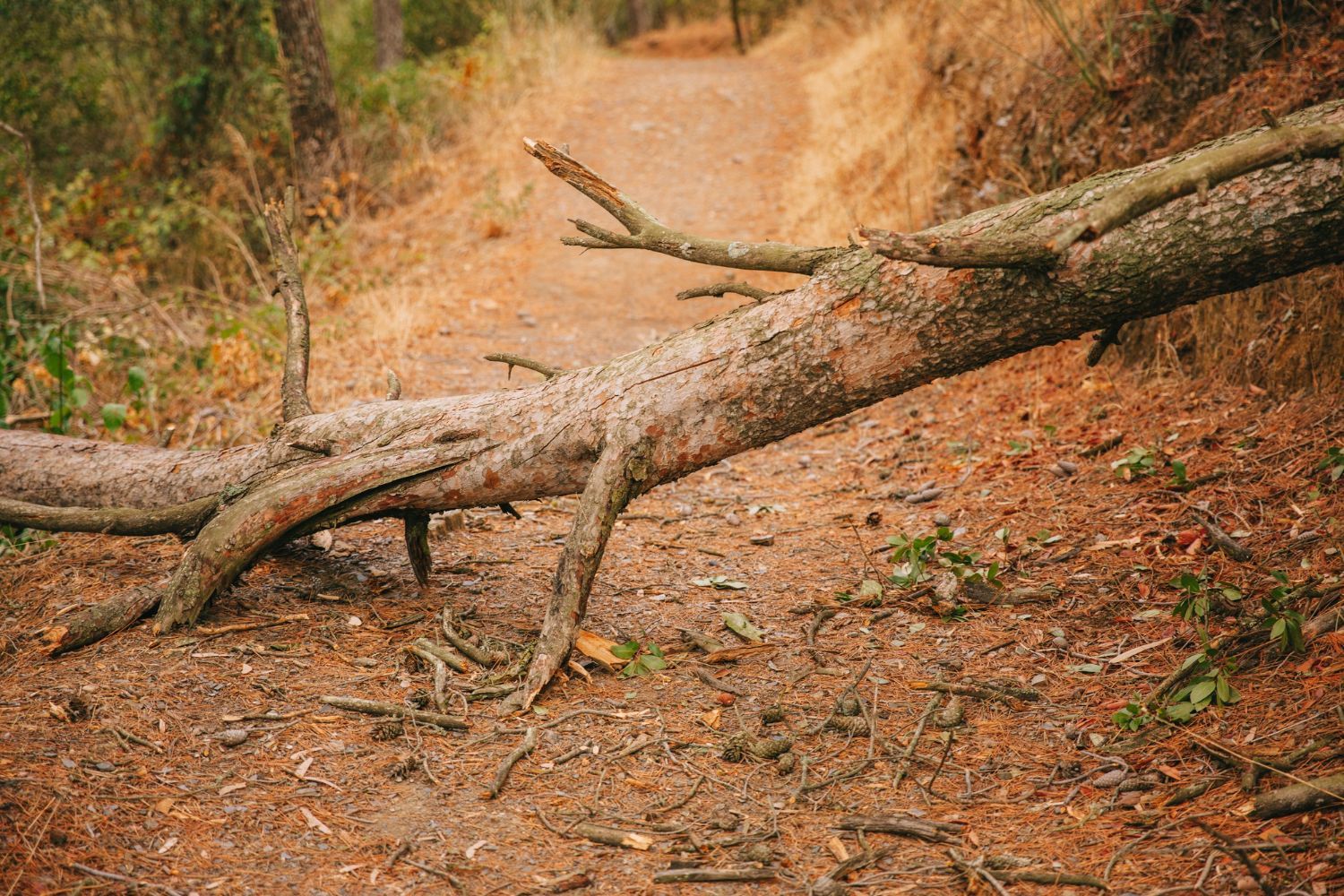 storm damage tree service