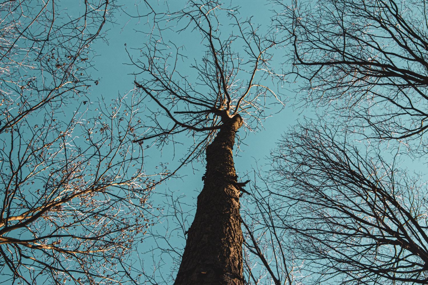 Tree Hazards