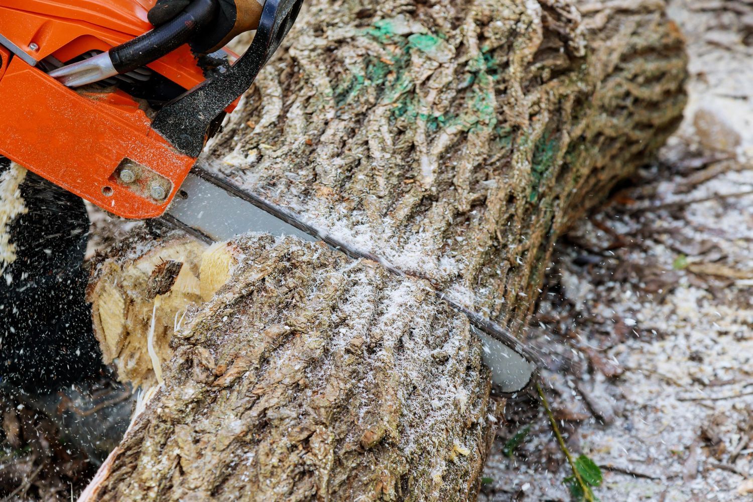 emergency tree removal