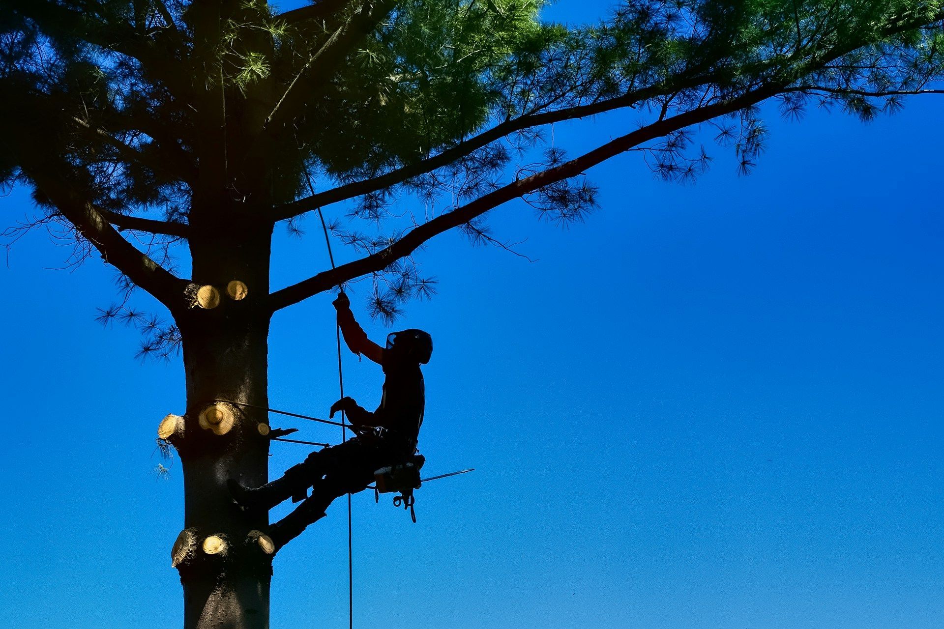 tree removal
