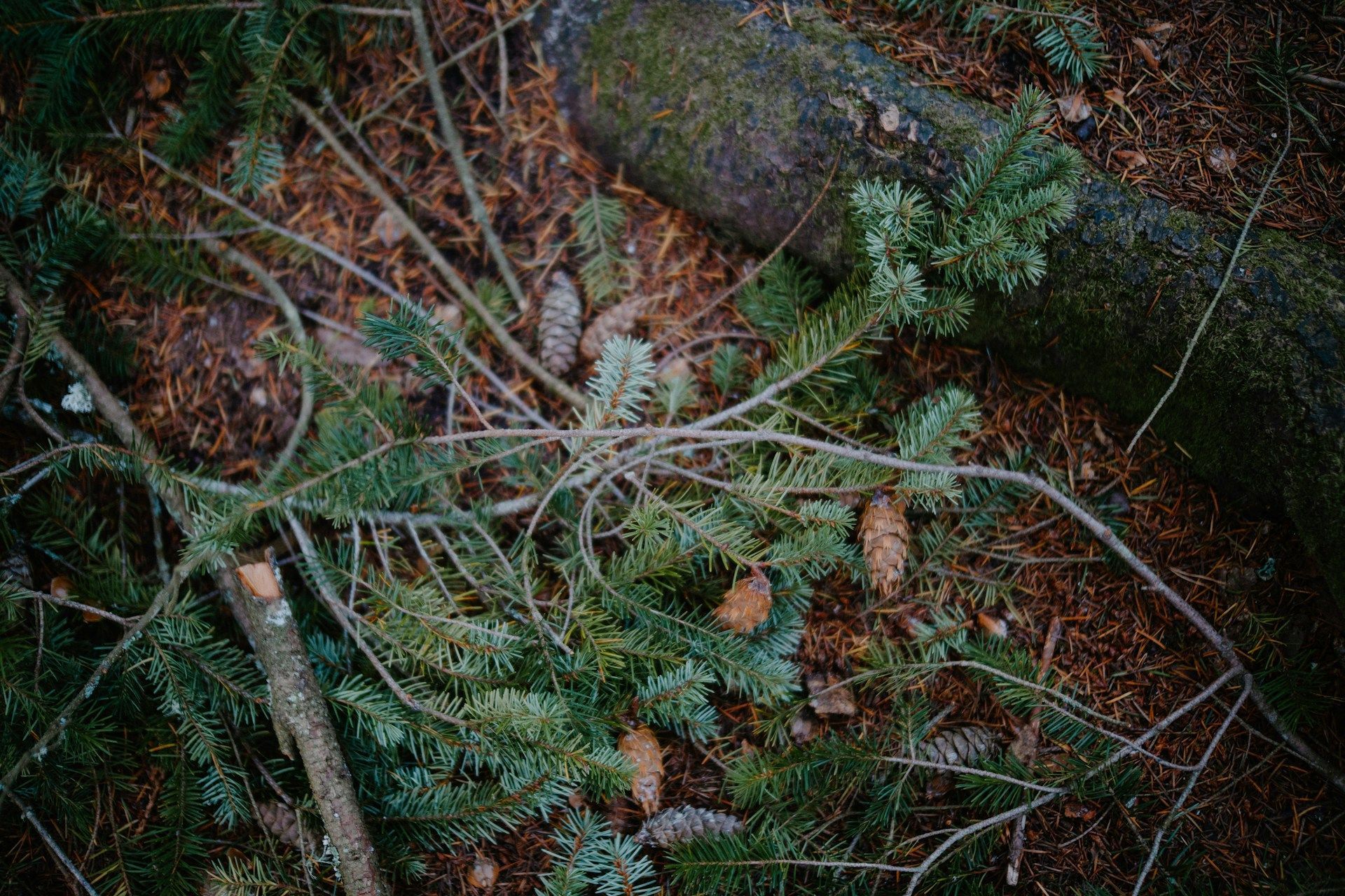 tree debris