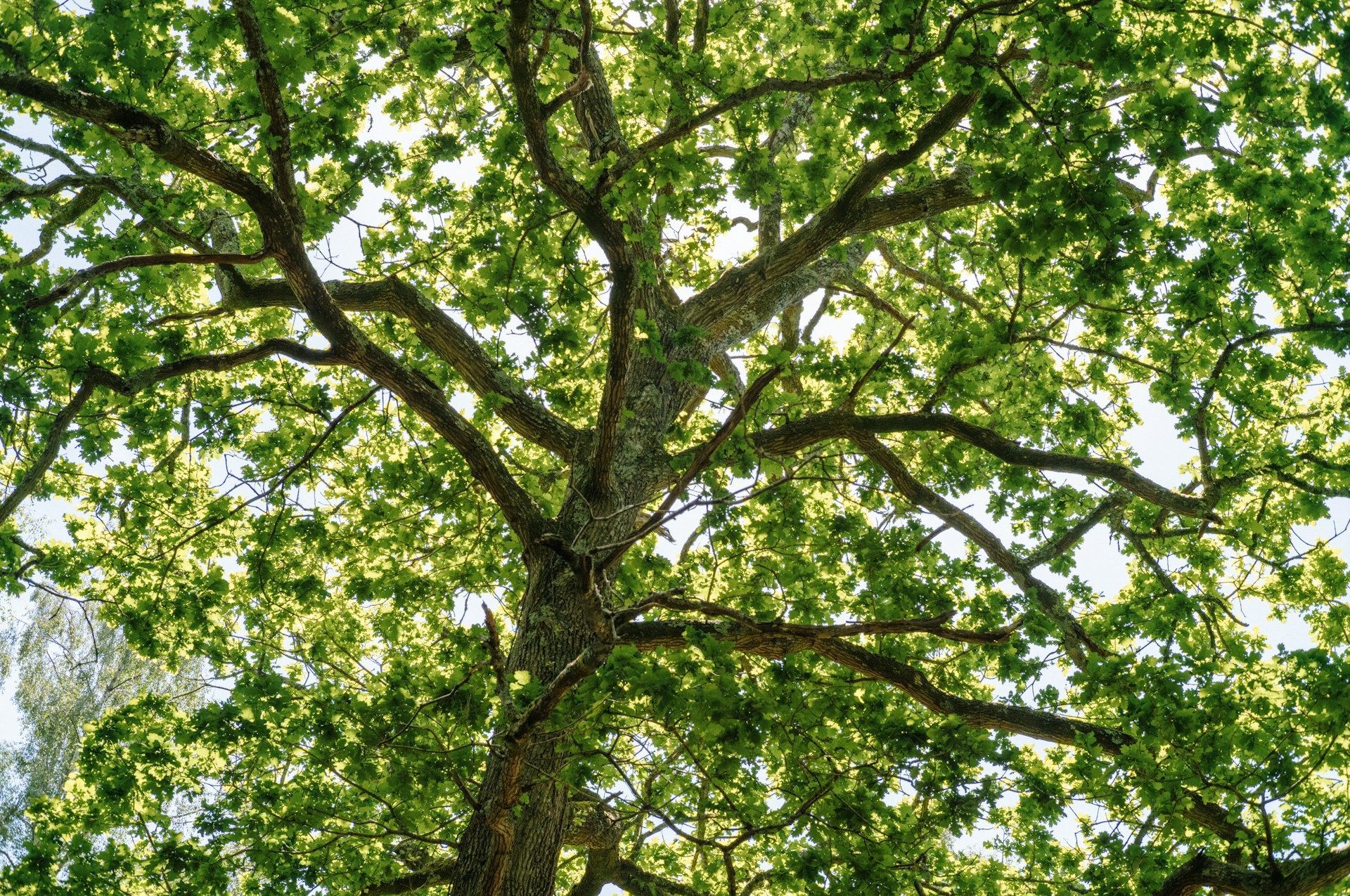 tree risk assessment