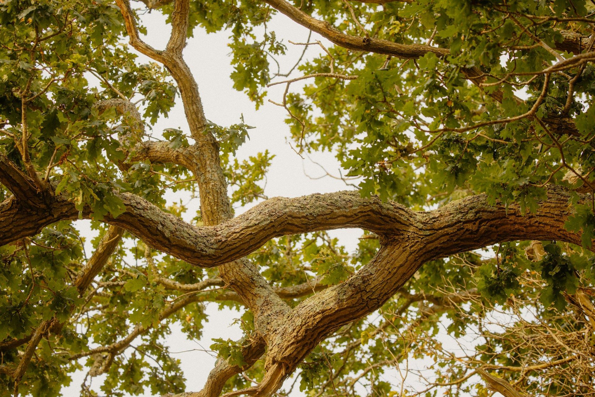 tree health