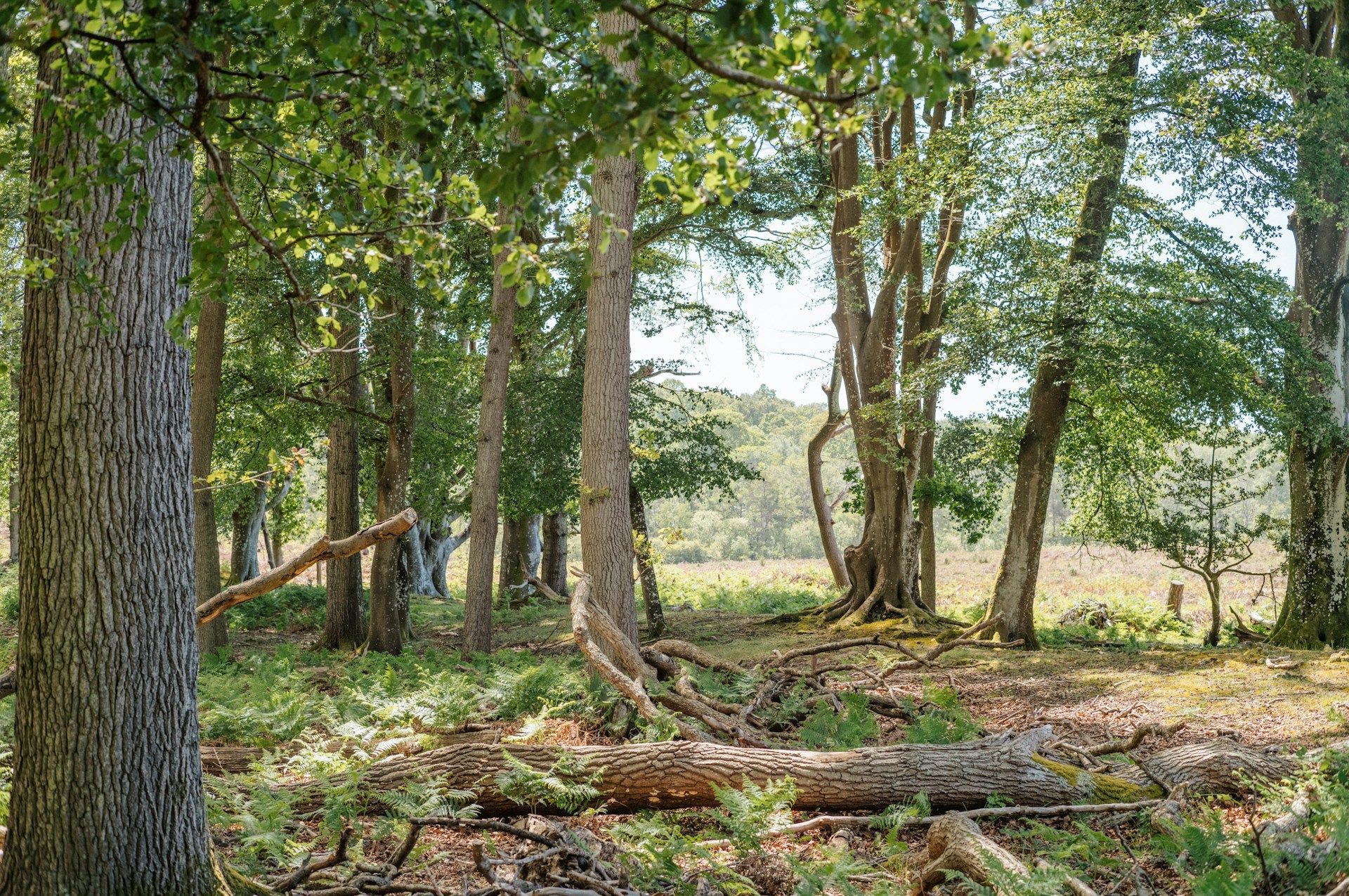 Backyard Tree Cleanup