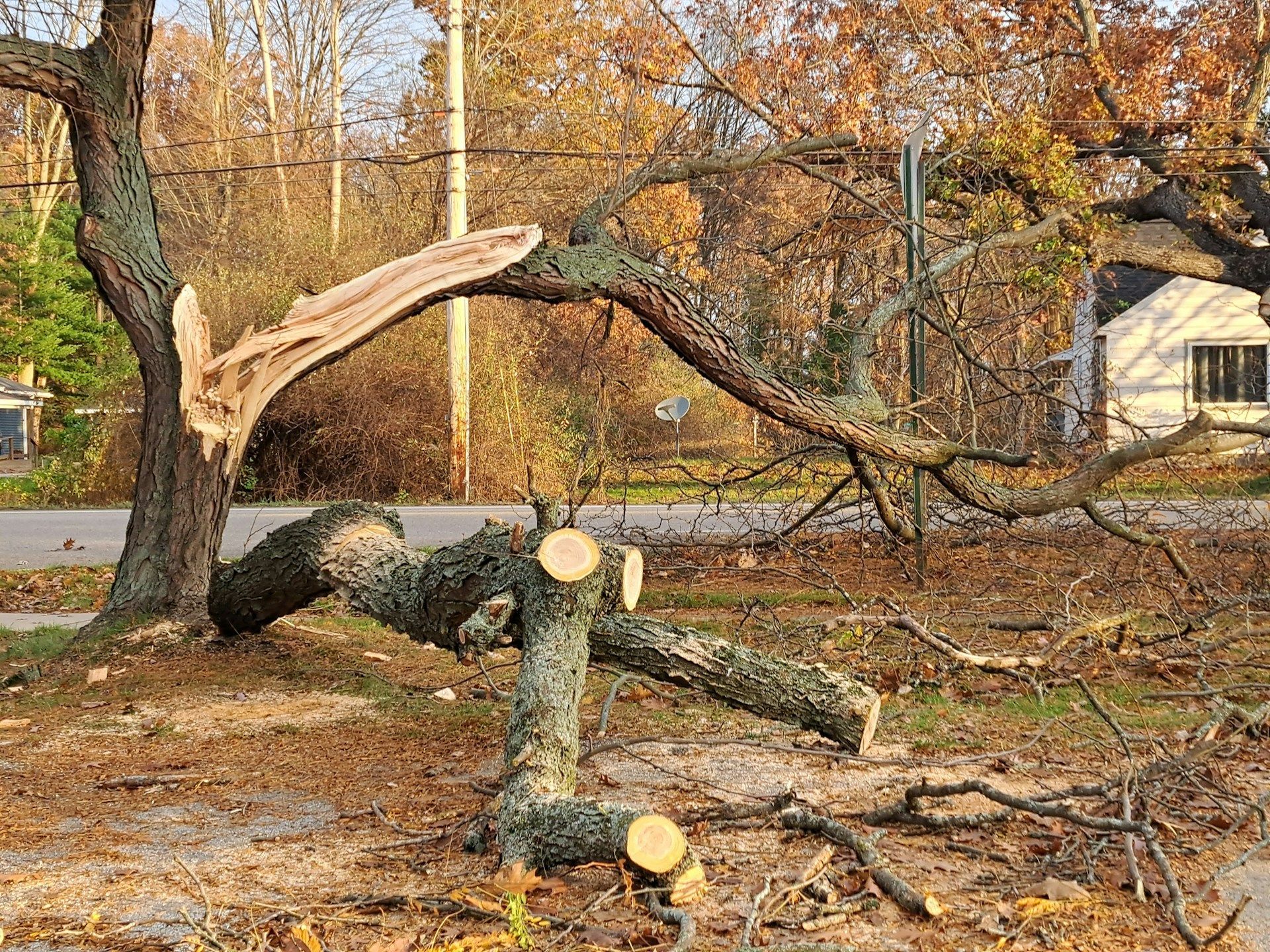 Storm-Damaged Tree