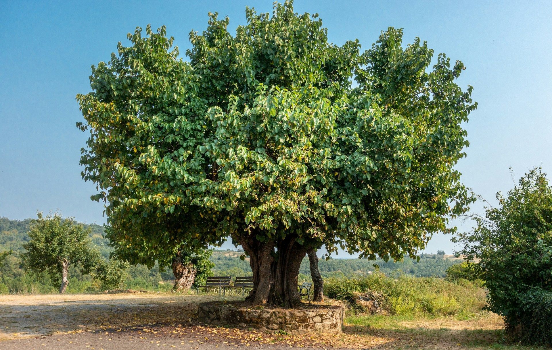 tree health