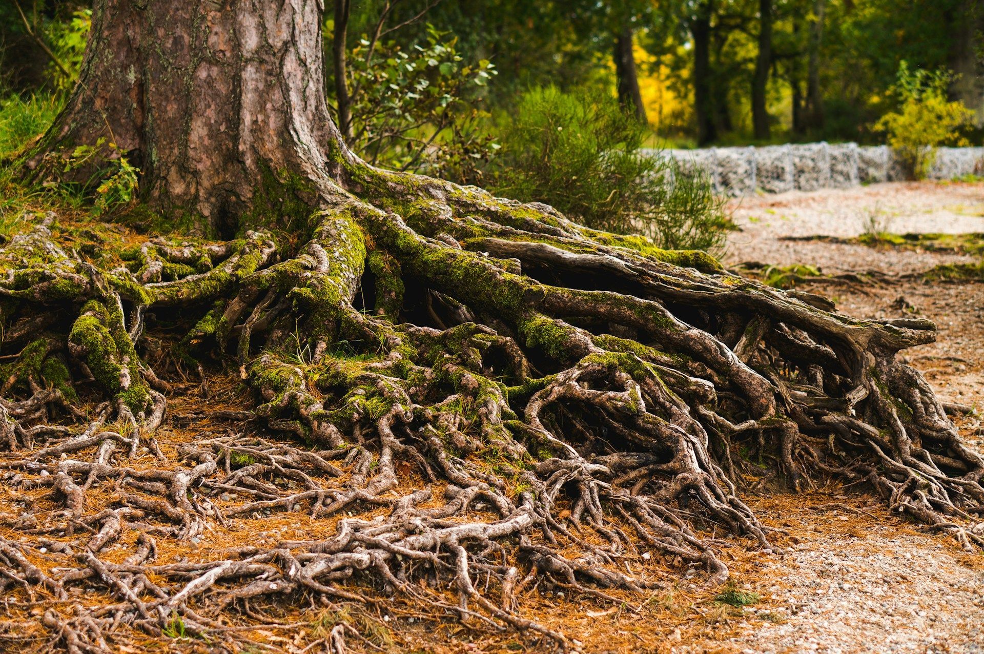 Tree Root Damage