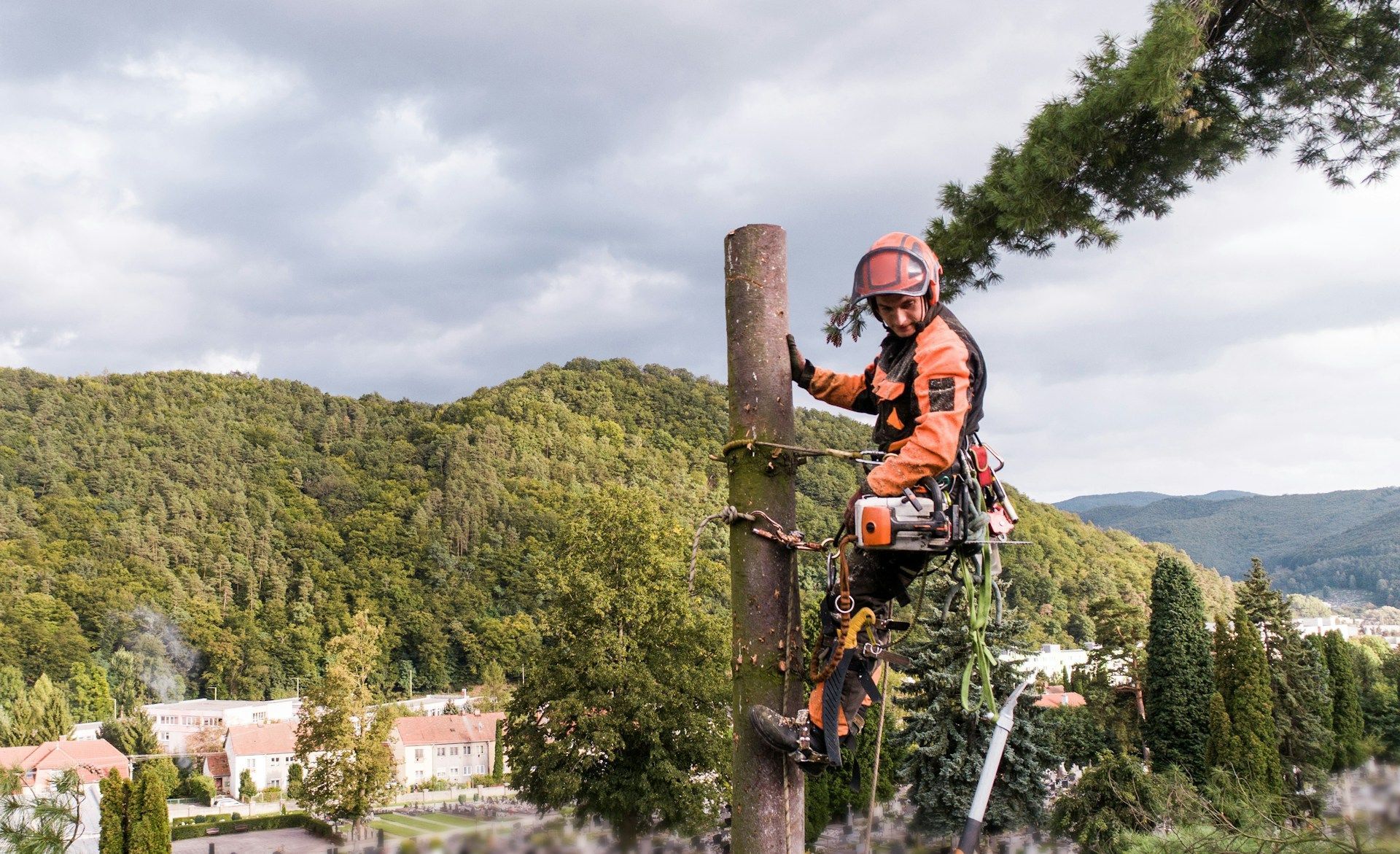 Tree Removal