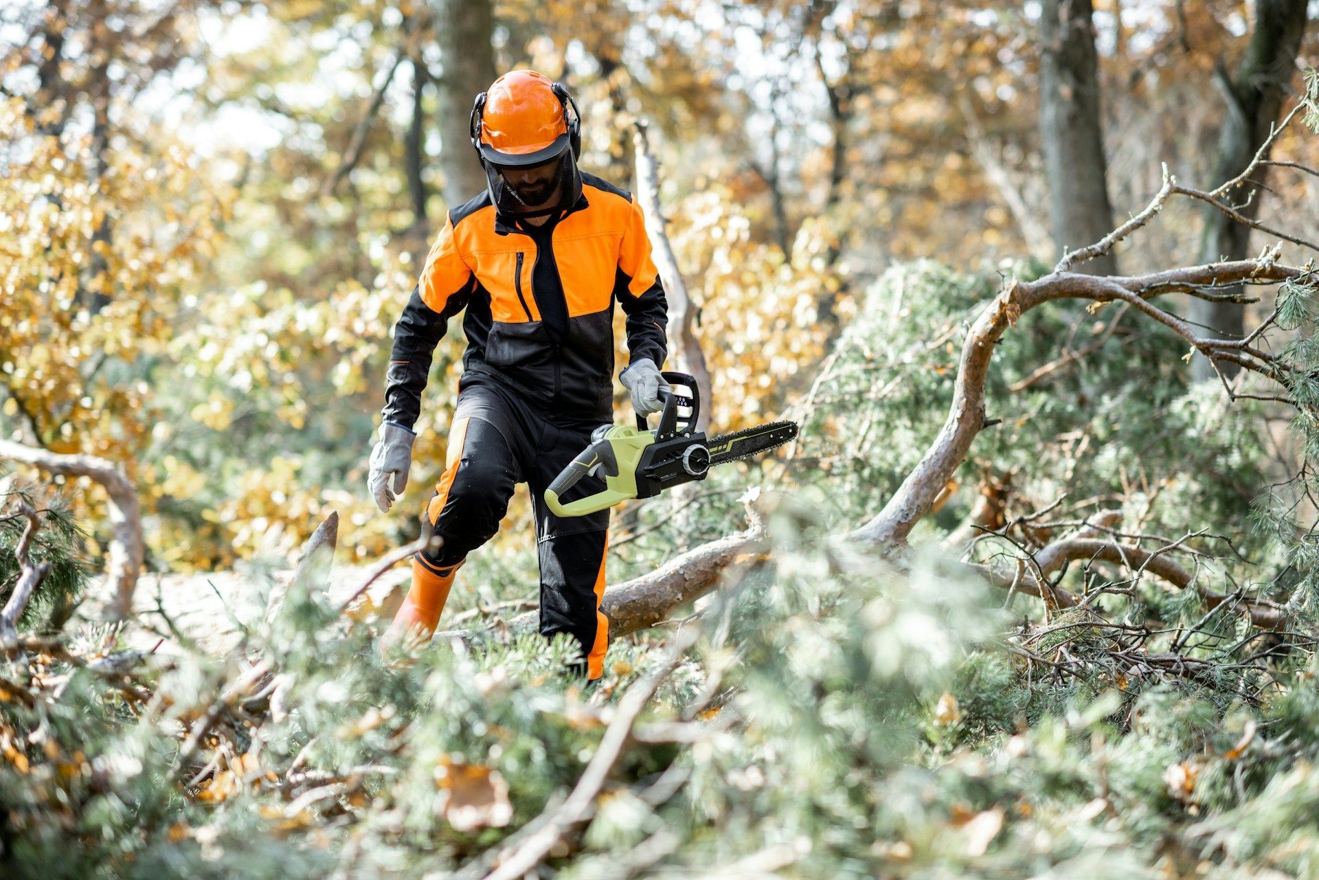 San Antonio Arborist