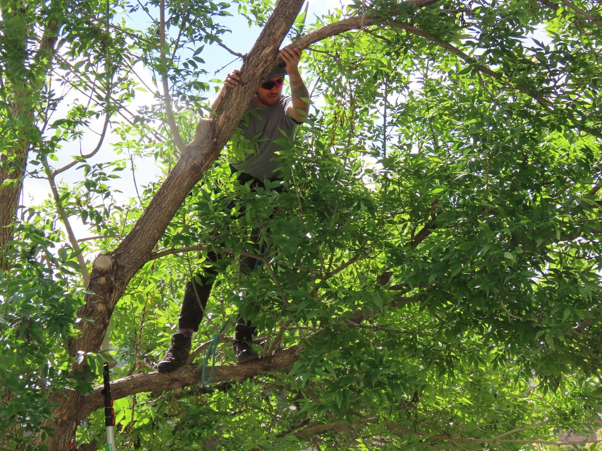 tree health assessment