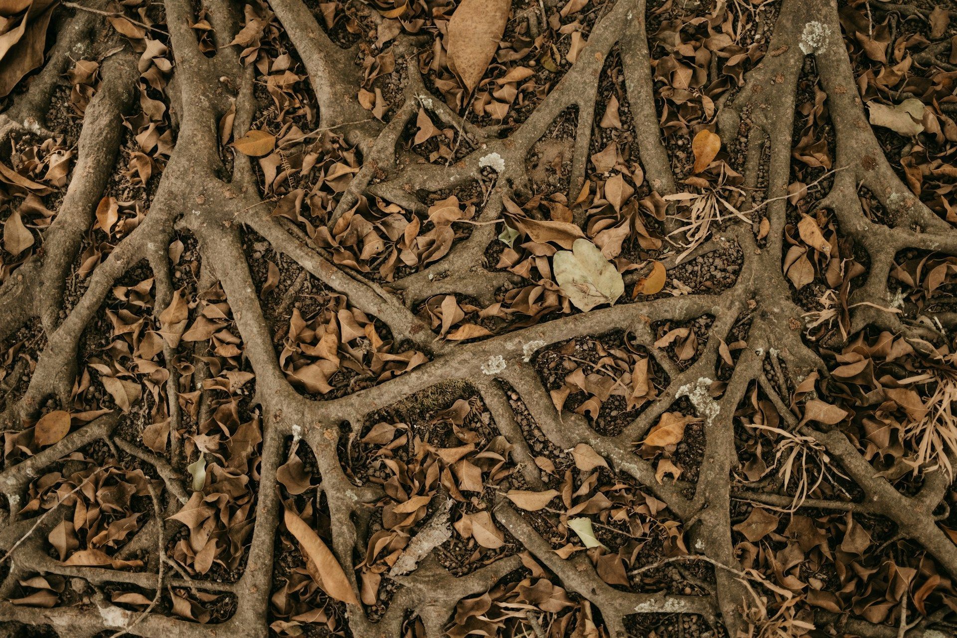 Tree Root