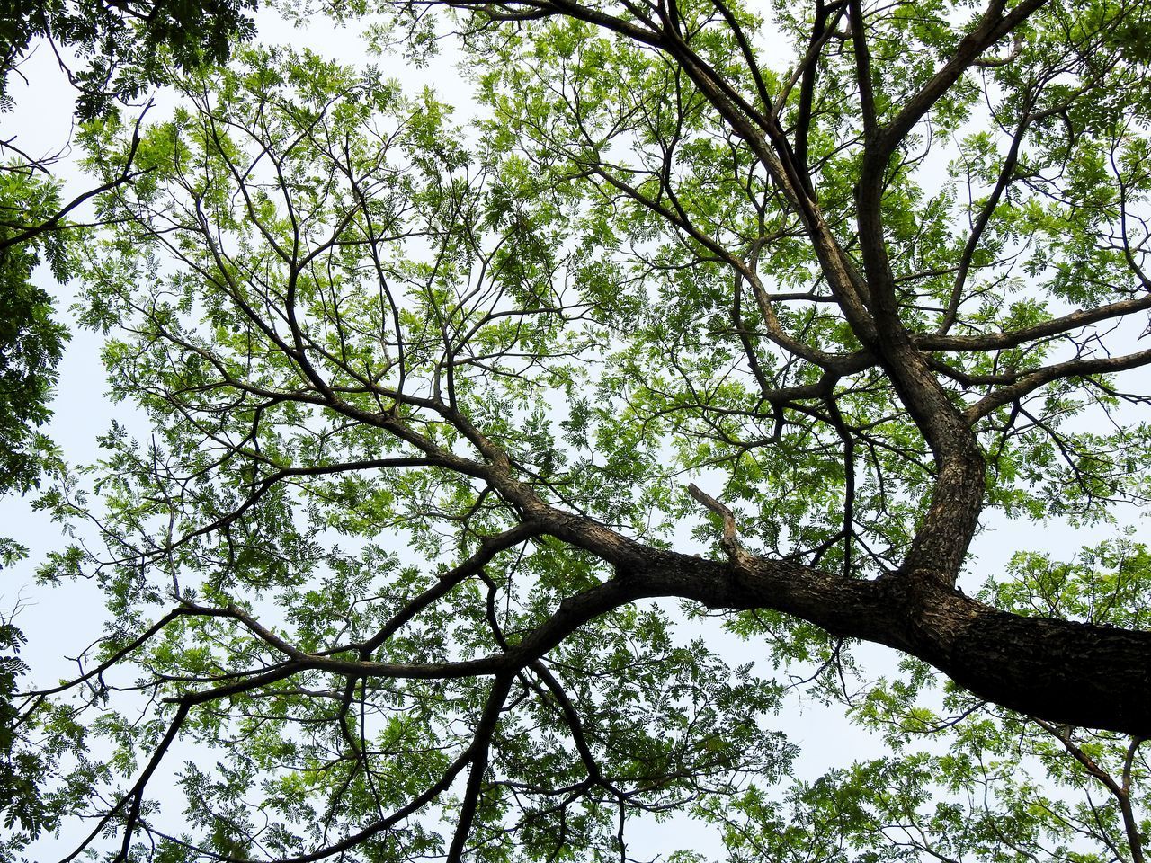 San Antonio Tree Care