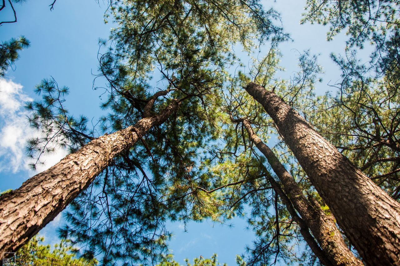 tree risk assessment