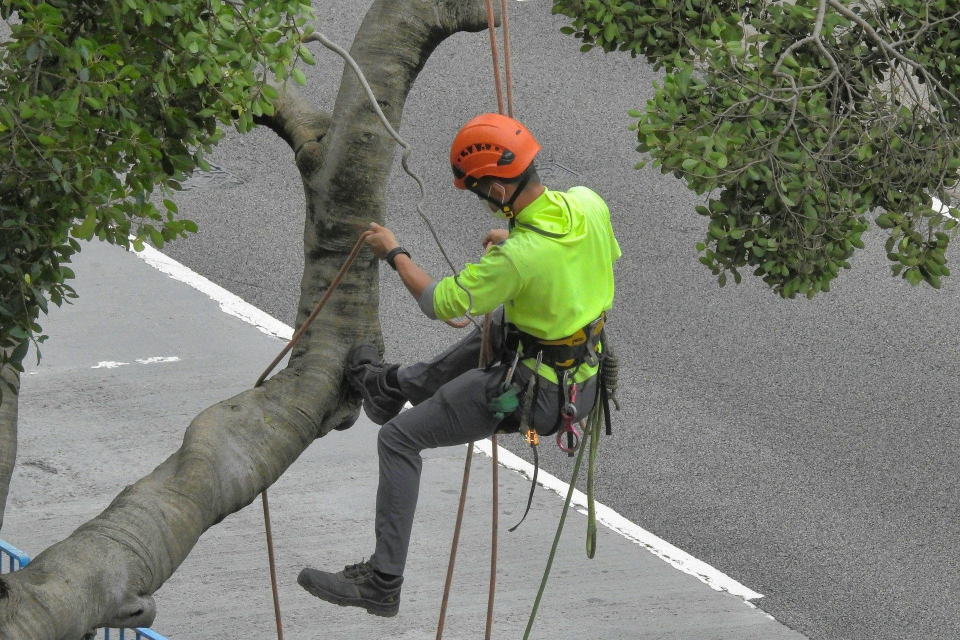 Tree Arborist