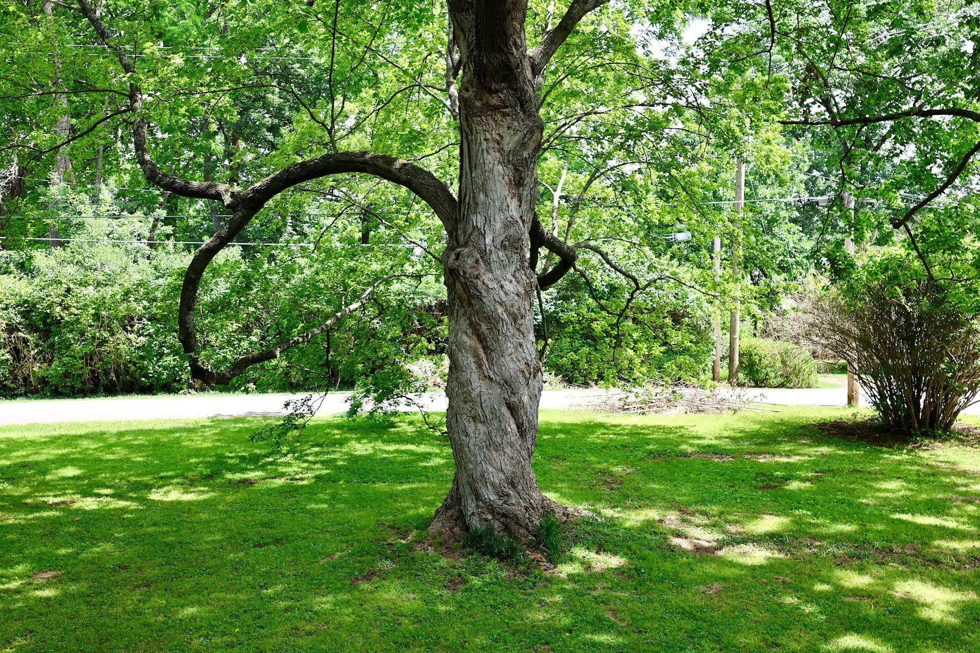 tree root