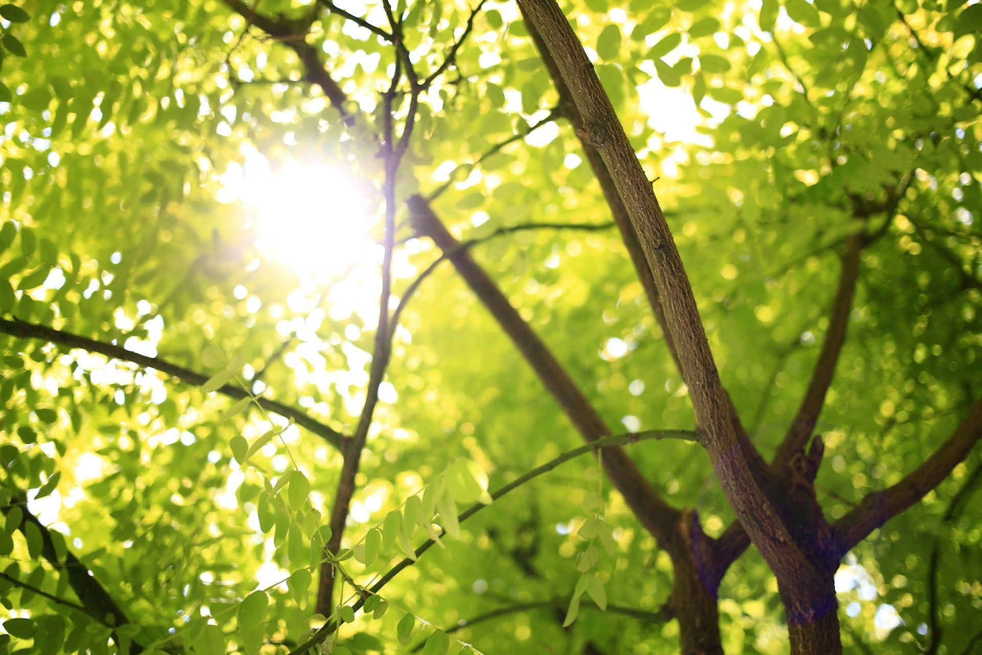 trees