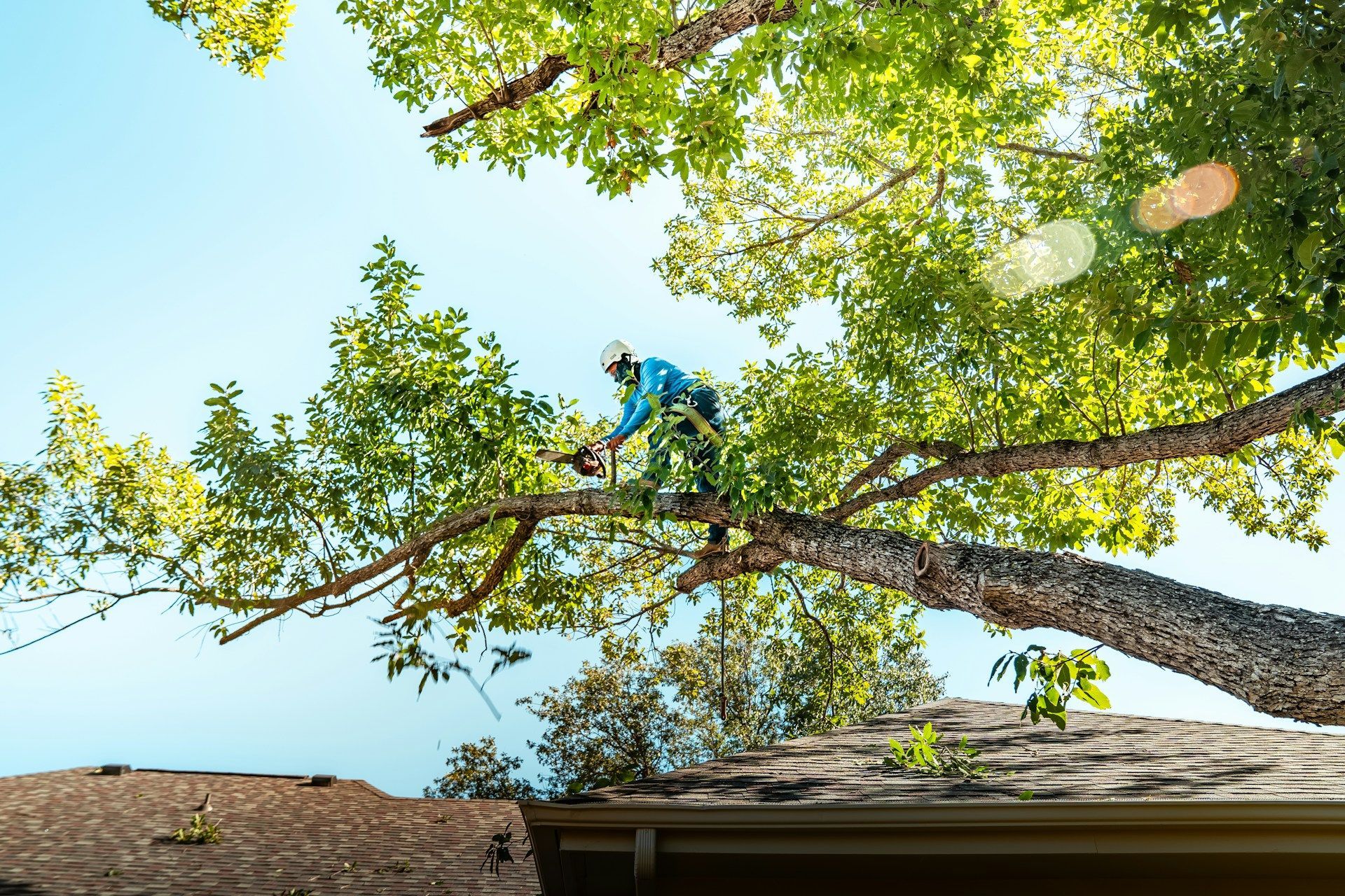 Tree Cleanup