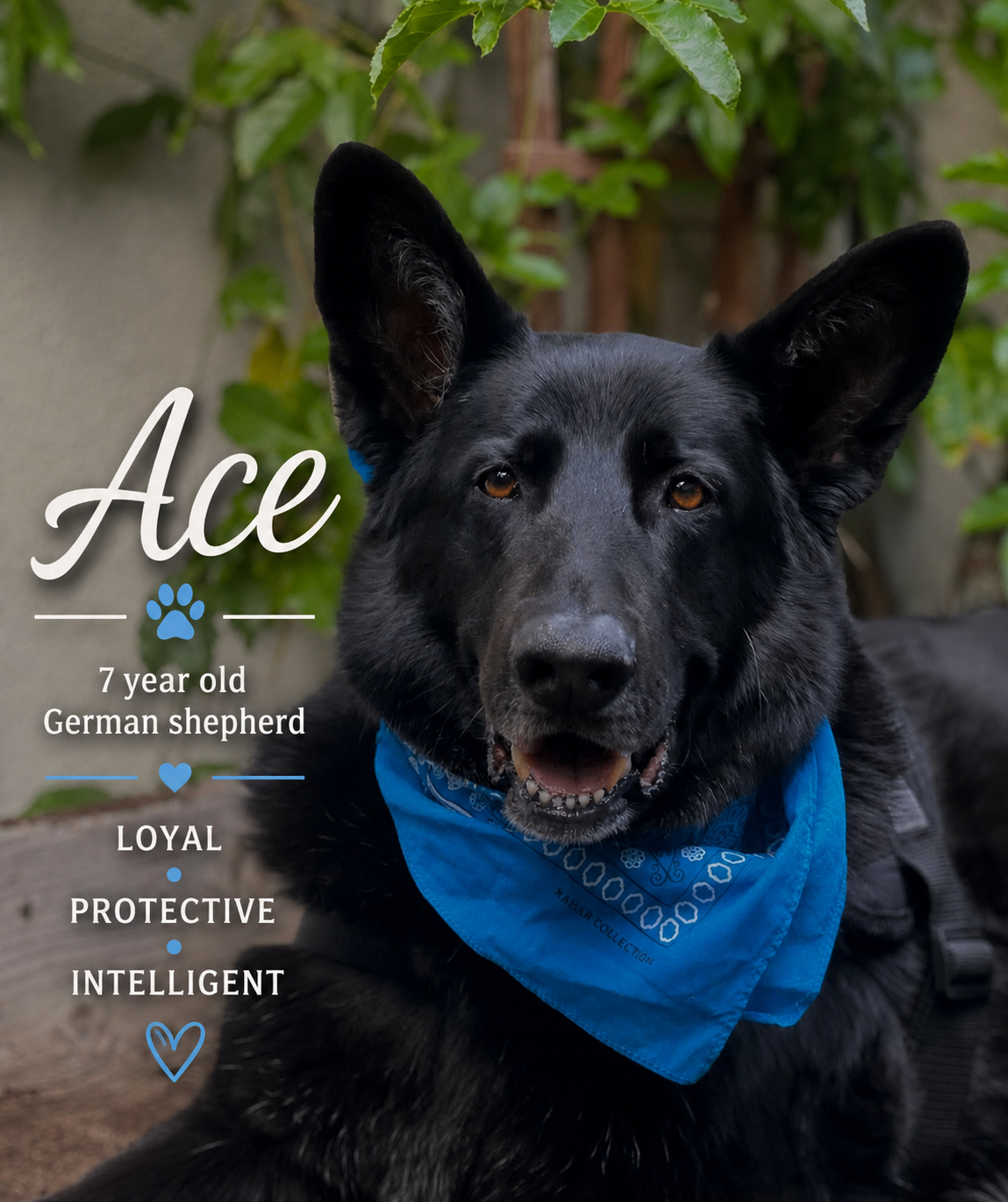 Black German shepherd wearing a blue bandana, with text “Ace,” “7 year old,” “Loyal,” “Protective,” “Intelligent”