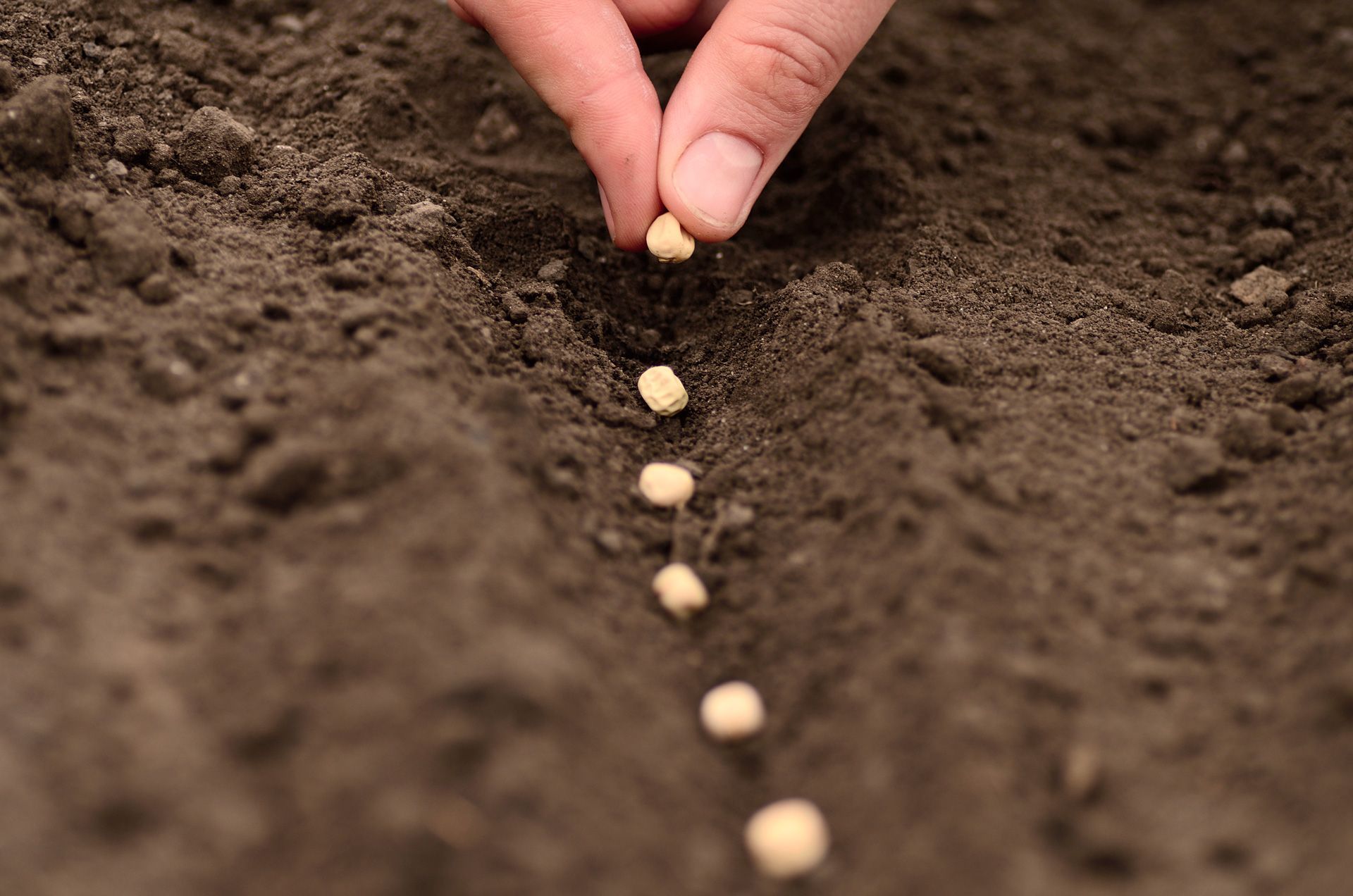 seeds