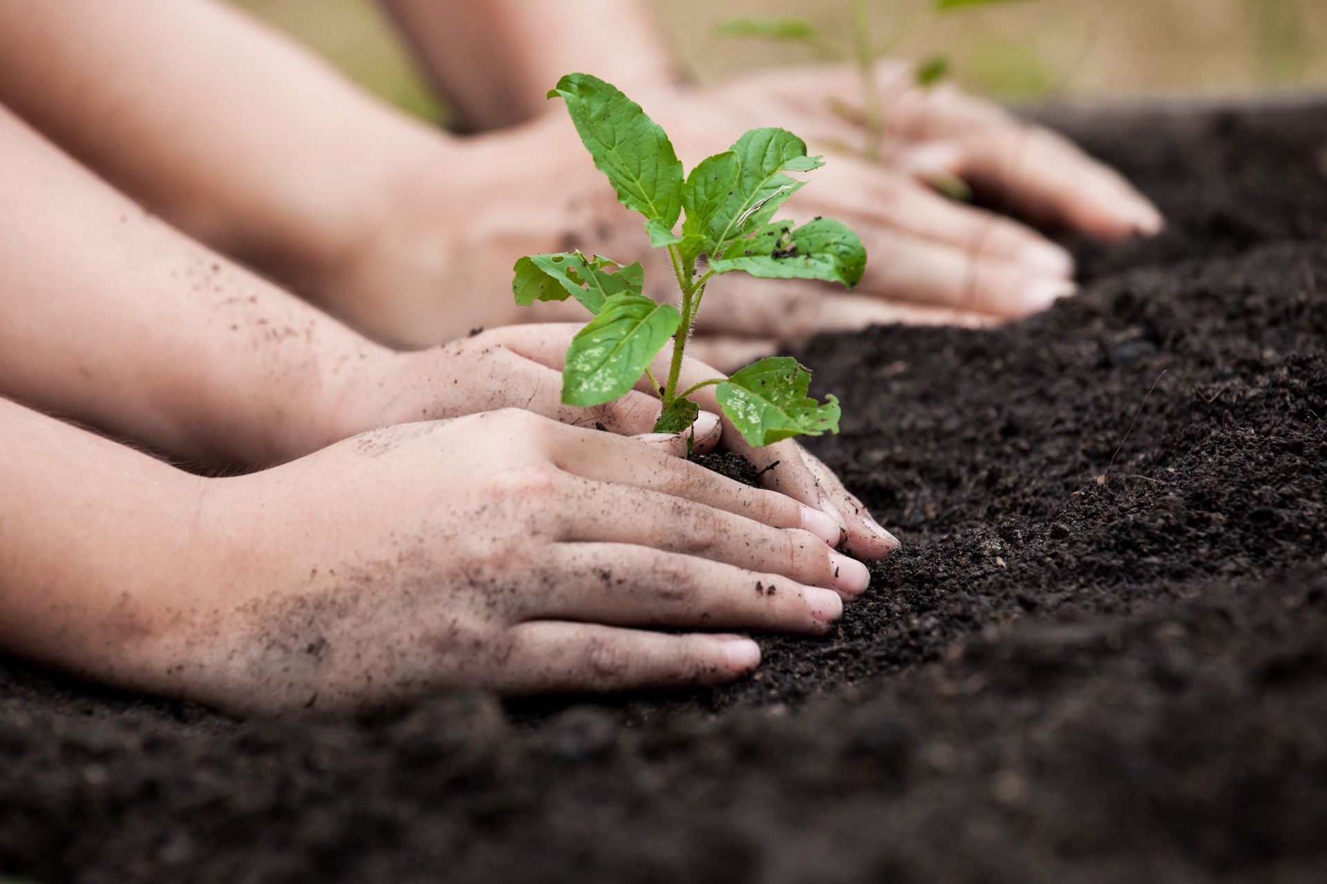 planting a small plant