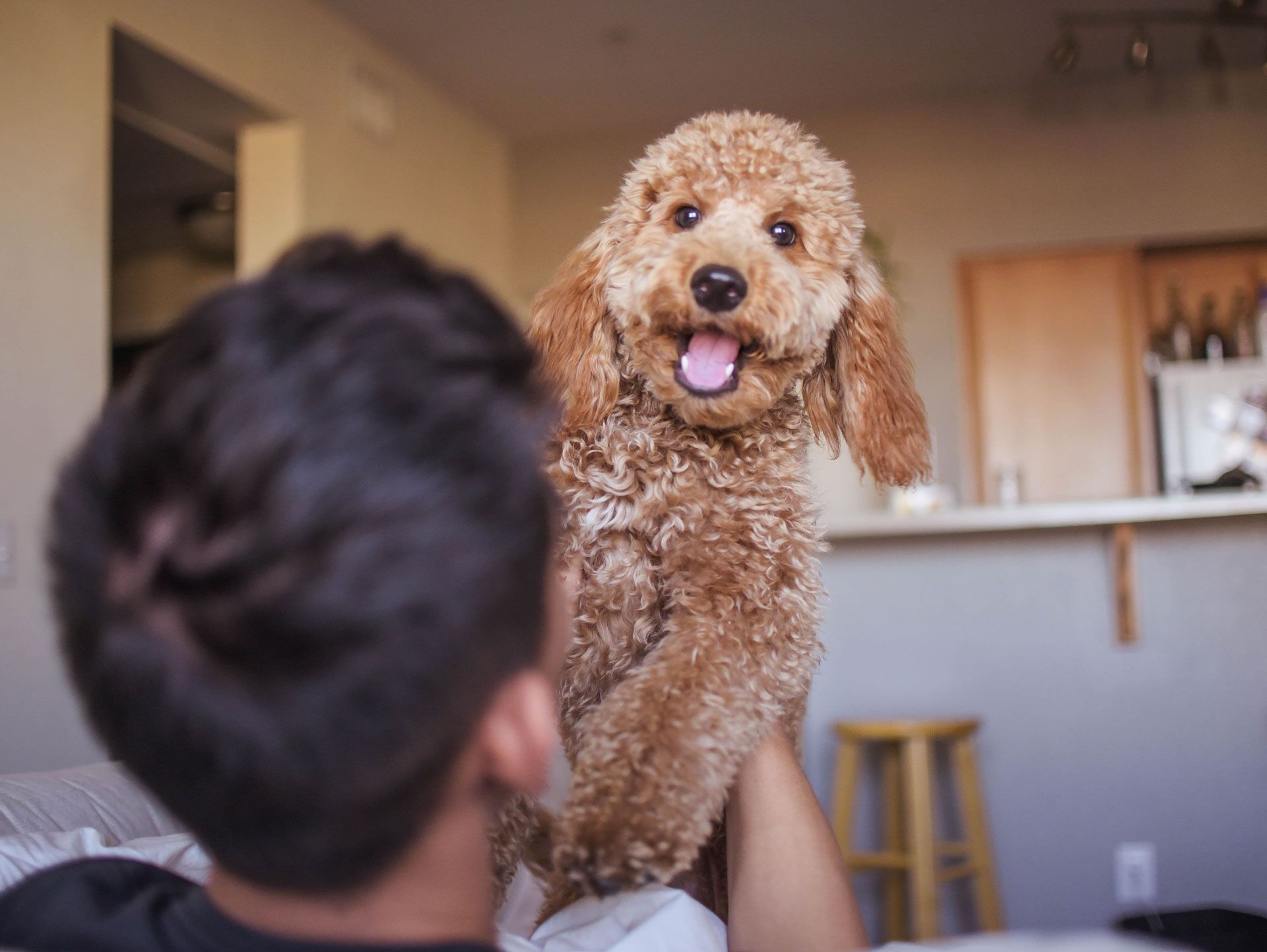 A man is holding a small brown dog in his arms.