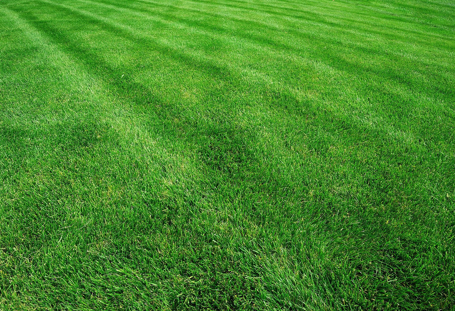 Eco-Friendly Lawn Care Services