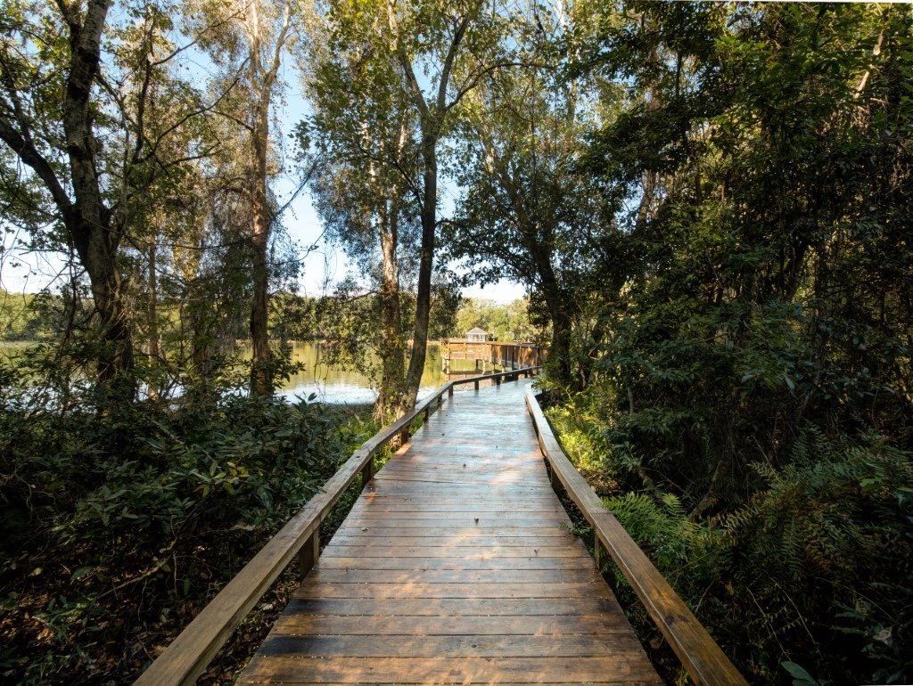 Wooden boardwalk through a wooded wetland with sunlight reflecting on water at Grande Oasis at Carrollwood in Tampa, Florida.