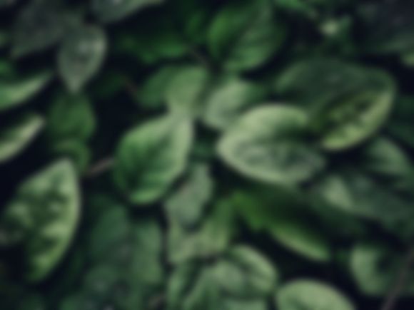 Blurred close-up of dark green leaves forming a dense leafy background