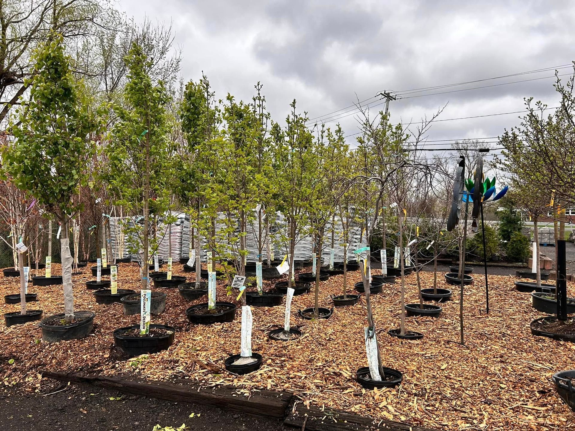 A row of trees sitting on top of a pile of mulch.
